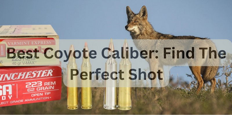 Best Coyote Caliber: Ensure Your Perfect Shot Every Time.