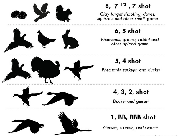 8 Lead Shot Ammo at : #8 Lead Shot Explained