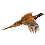 Pheasant