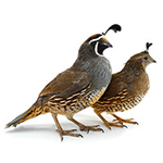 Quail