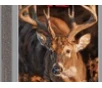 Winchester Ammo X68SPCDS Deer Season XP 6 8mmRemSPC 115gr Extreme Point 20 Per Box 10 Case