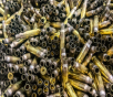 New LAKE CITY 5.56 Brass Only w/ CCI #400 Primers - 500